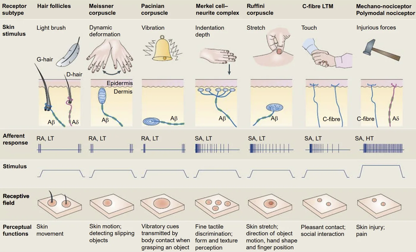 Peripheral receptors' responses, fields, and functions.