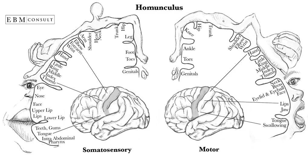 A representation of the varying density of neural output and input.