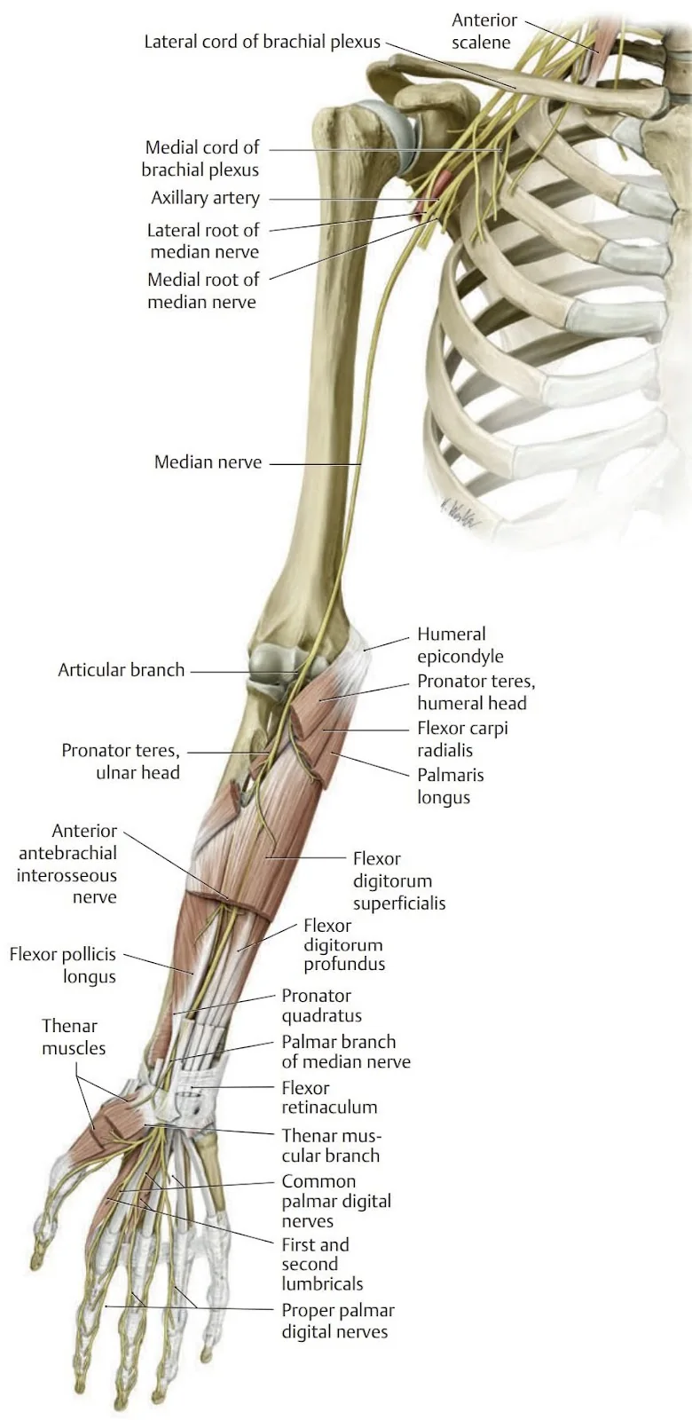 The median nerve and muscles it innervates.