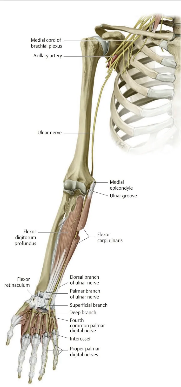 The ulnar nerve and muscles it innervates.