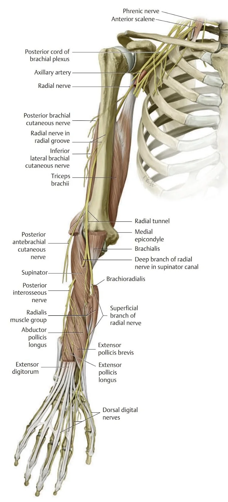 The radial nerve and muscles it innervates.