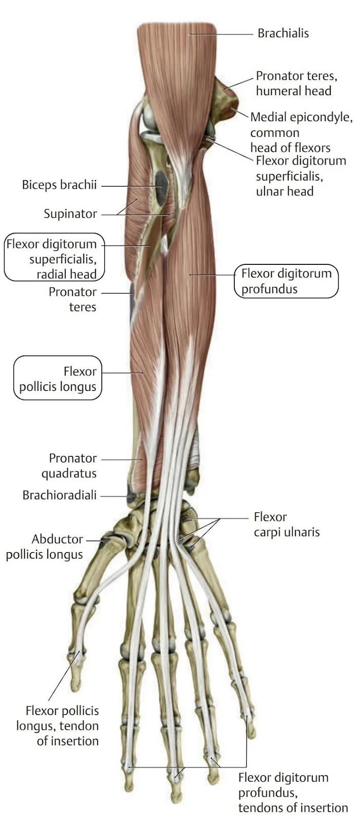 Palmar muscles of the forearm contributing to finger movement. Specifically, the flexor digitorum profundus, f