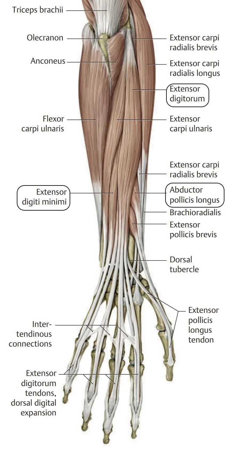 Dorsal muscles of the forearm contributing to finger movement. Specifically, the extensor digiti minimi, exten